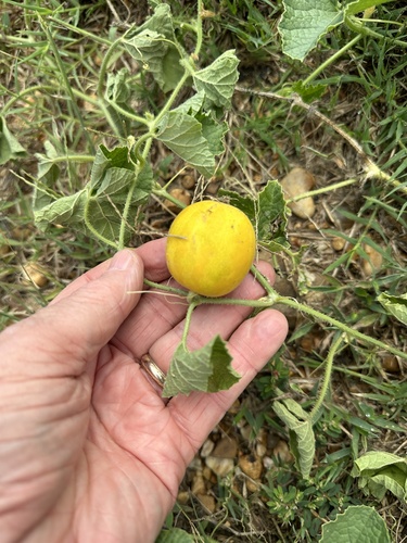 Cucumis dudaim
