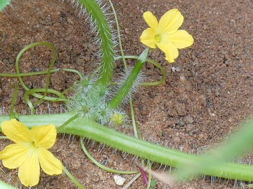 Cucumis humofructus