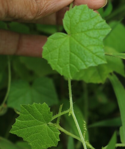 Cucumis indicus