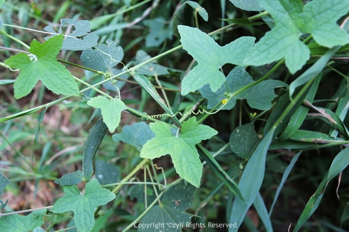 Cucumis javanicus