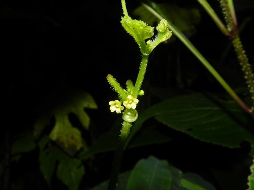 Cucumis ritchiei