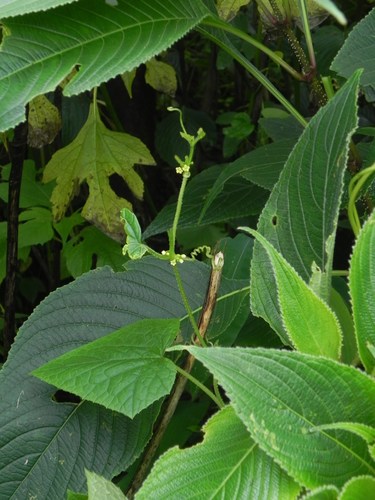 Cucumis ritchiei