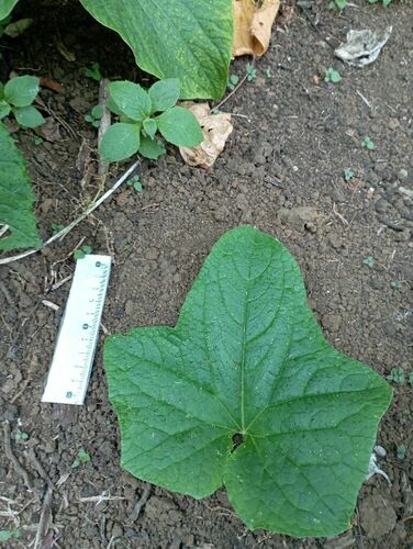 Cucumis sativus