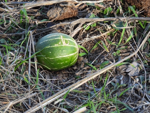 Cucurbita andreana