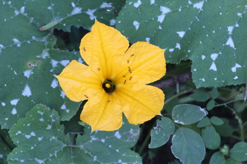 Cucurbita argyrosperma