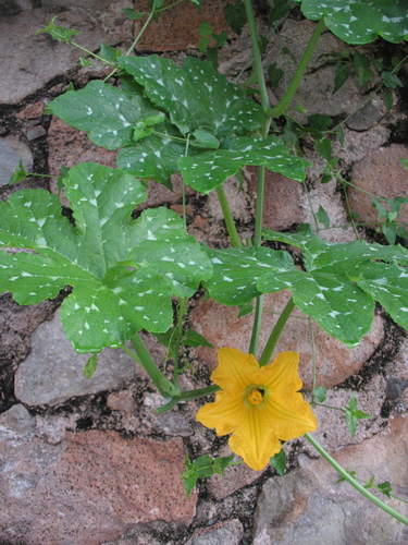 Cucurbita argyrosperma
