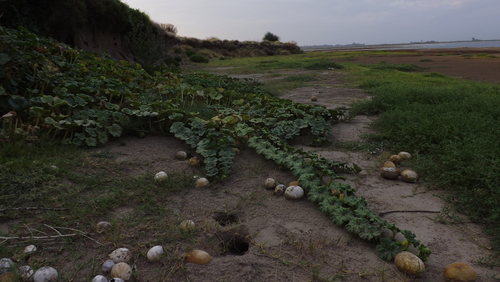 Cucurbita maxima