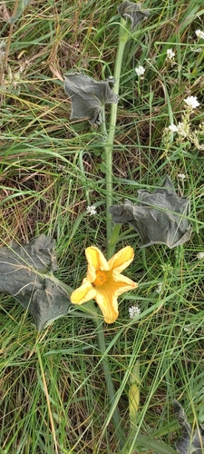 Cucurbita moschata