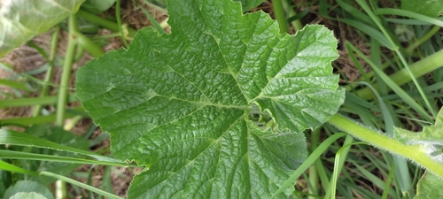 Cucurbita moschata