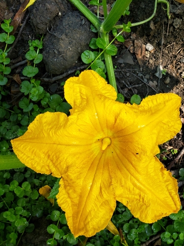 Cucurbita pepo