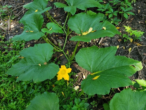 Cucurbita pepo