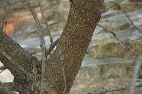 Cunonia capensis