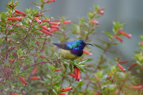 Cuphea micropetala