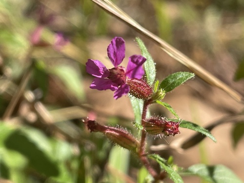 Cuphea viscosissima