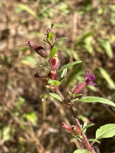 Cuphea viscosissima