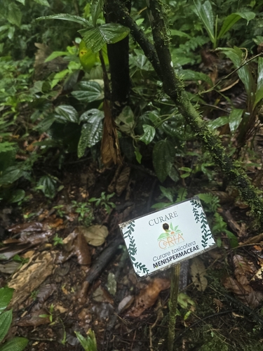 Curarea toxicofera