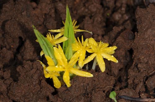 Curculigo orchioides