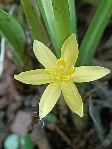 Curculigo orchioides