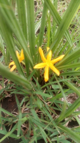 Curculigo pilosa