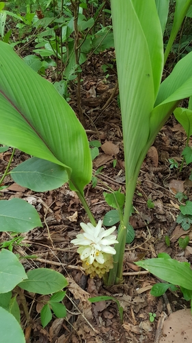 Curcuma amada