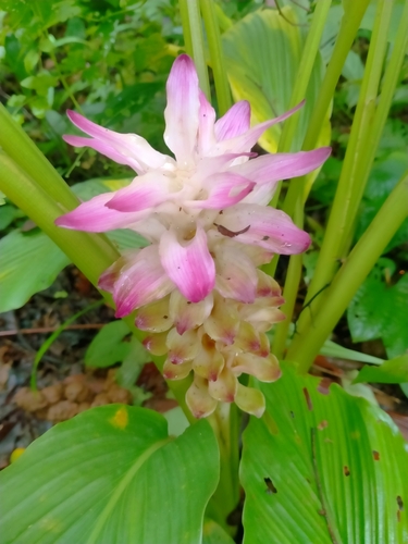 Curcuma aromatica