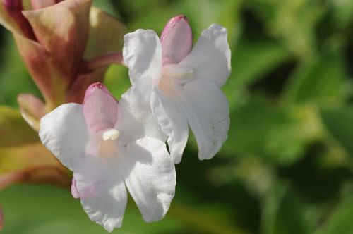 Curcuma caulina
