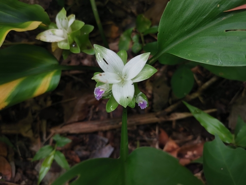 Curcuma parviflora