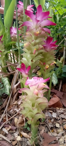 Curcuma zedoaria