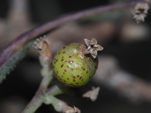 Cuscuta japonica
