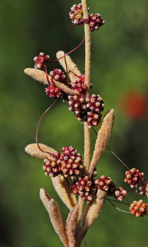 Cuscuta palaestina