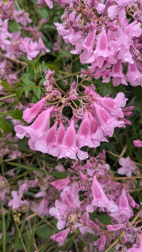 Cuspidaria inaequalis