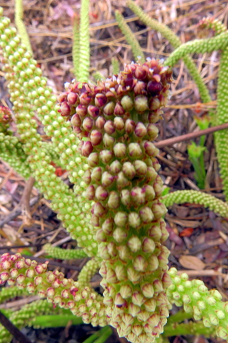 Cussonia corbisieri