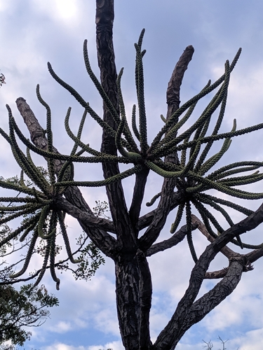 Cussonia holstii