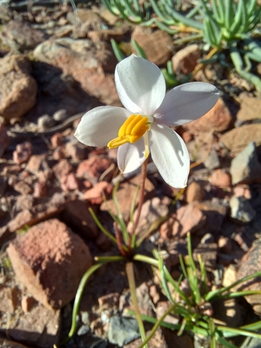 Cyanella alba