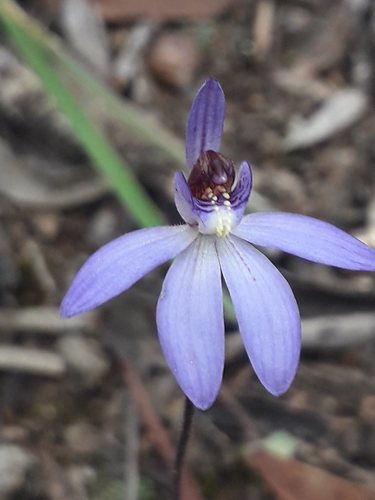 Cyanicula caerulea