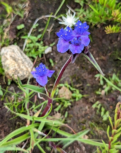 Cyanotis barbata