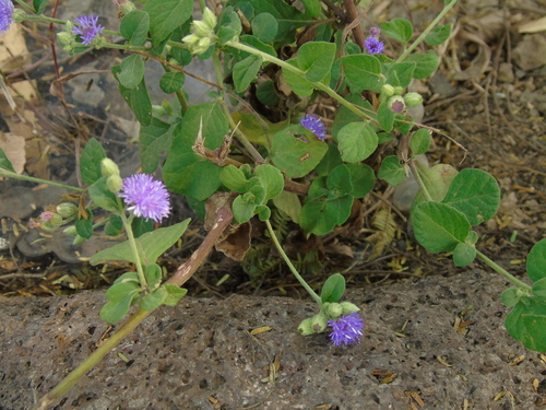 Cyanthillium patulum