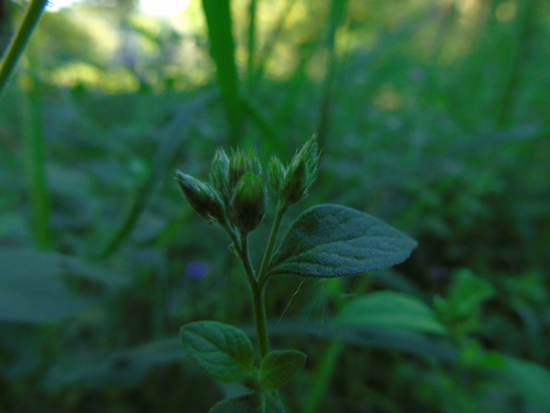 Cyanthillium patulum