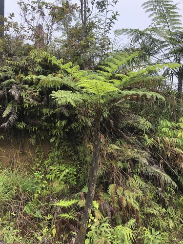 Cyathea affinis