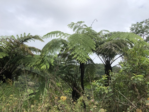 Cyathea affinis