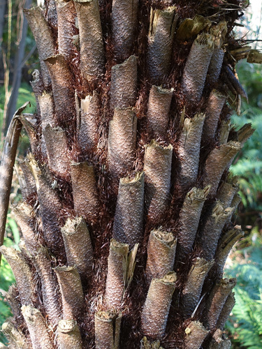 Cyathea australis