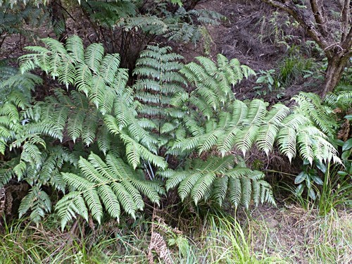 Cyathea dealbata
