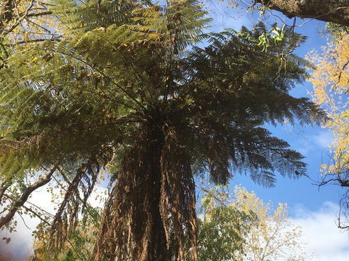 Cyathea dealbata
