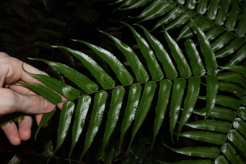 Cyathea rebeccae