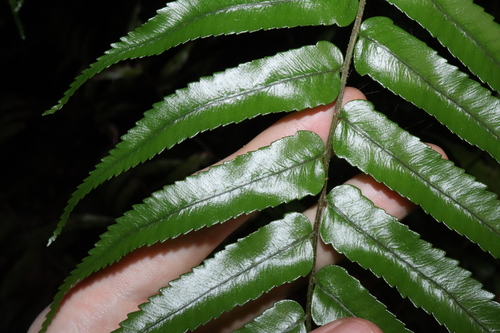 Cyathea rebeccae