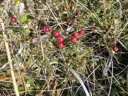 Cyathodes colensoi