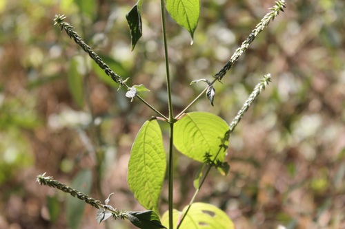 Cyathula achyranthoides