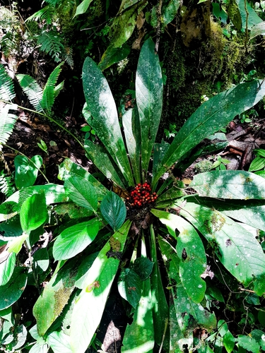 Cybianthus sprucei