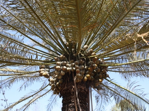 Cycas angulata