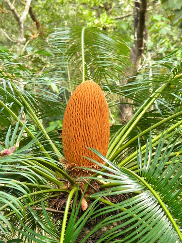 Cycas circinalis